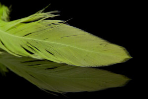 A.Jensen Schlappen Feathers - chartreuse